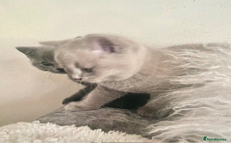 British Shorthair cats - Advert 9
