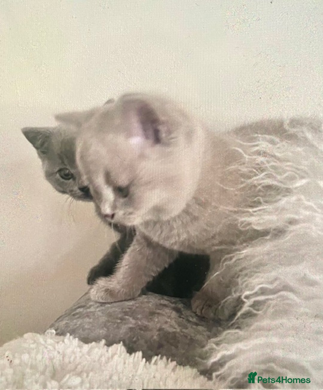 British Shorthair cats for sale: Two cuddly blue boys from loving family home - Image 1