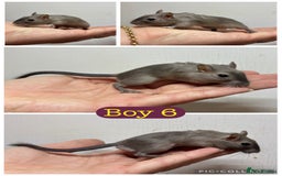 Gerbil rodents for sale: Beautiful friendly baby gerbils  - Image 6