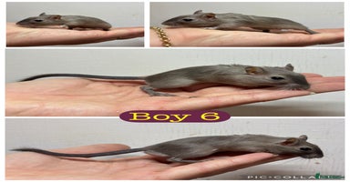 Gerbil rodents - Advert 2