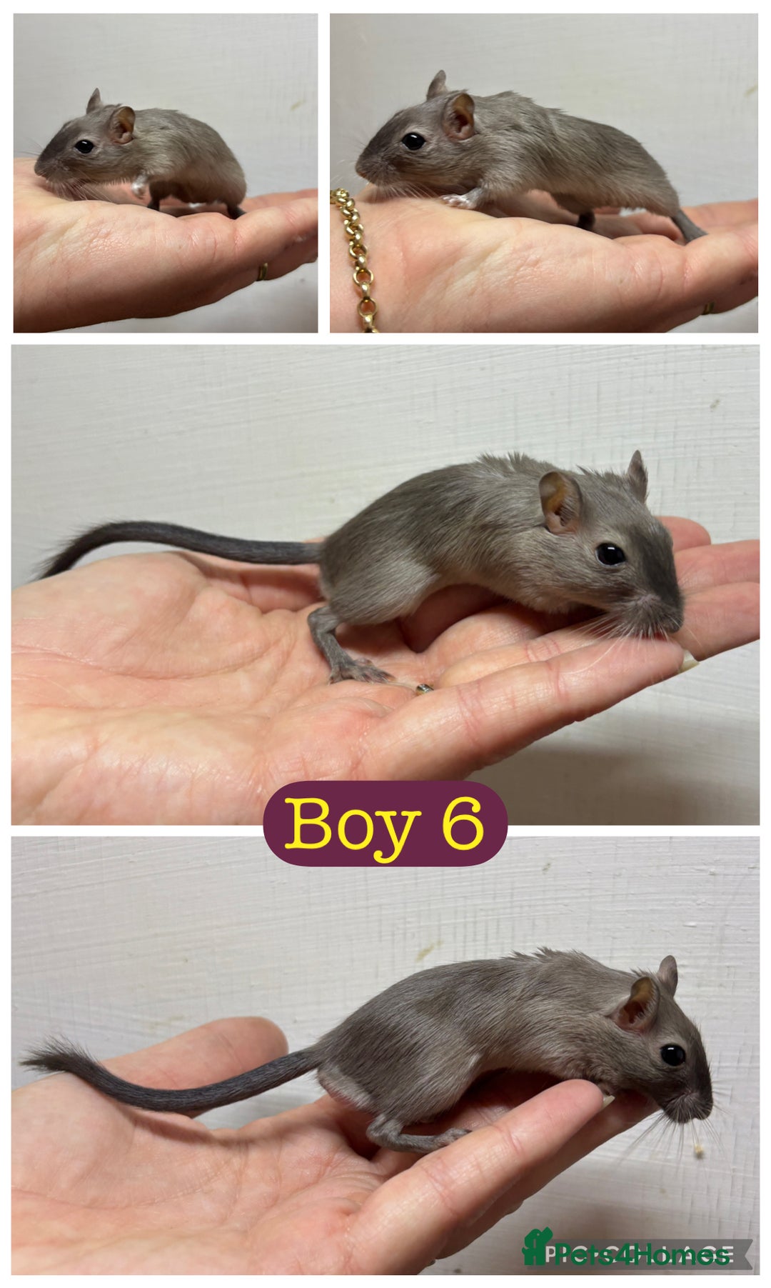 Gerbil rodents for sale: Beautiful friendly baby gerbils  - Image 6