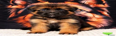 German Shepherd light green