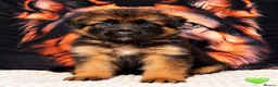 German Shepherd dogs for sale: Exceptional Long-Haired German Shepherd Puppies - Advert 4
