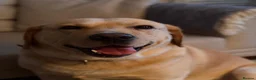 Labrador Retriever dogs for stud: Golden Labrador Retriever (4 years old)  in Ruislip - Advert 10