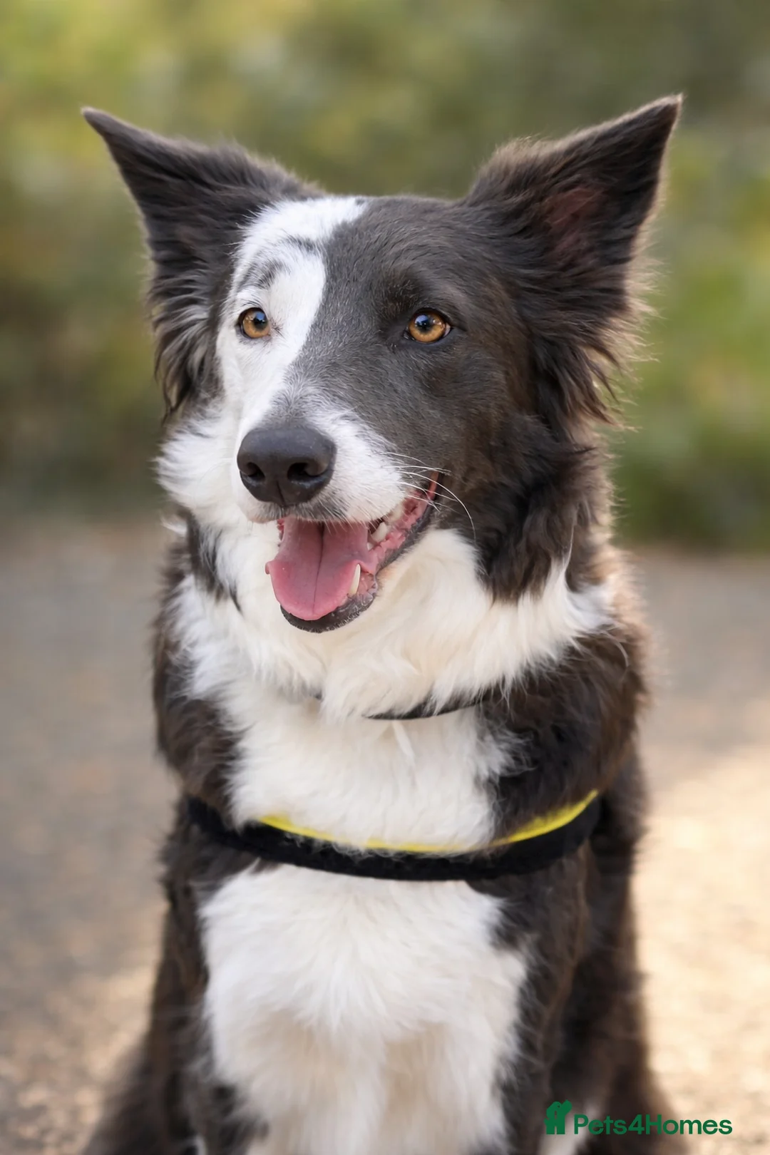 Border Collie dogs for sale: Stunning KC Registered Border Collie Puppy🐾 - Advert 8