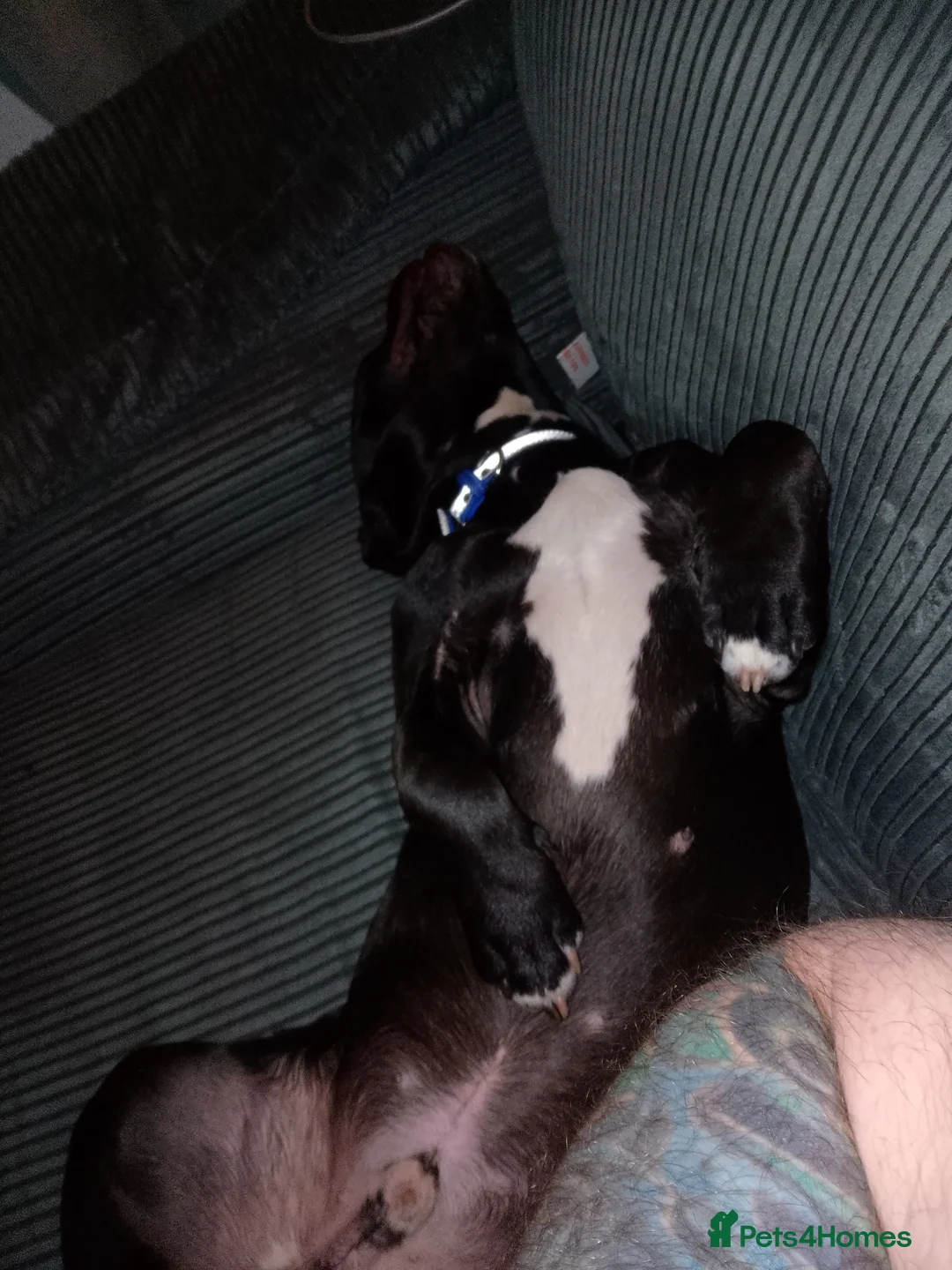 American Bull Staffy dogs for sale: 7 month old pup. - Advert 5