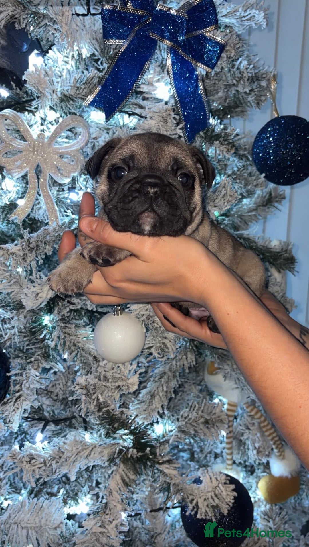 French Bulldog dogs for sale: French Bulldog Puppies PET PRICED  - Advert 20