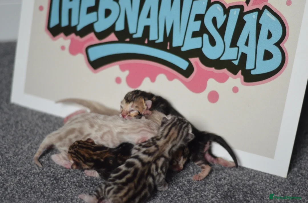 Bengal cats for sale: 🧬LIMITED BENGAL KITTENS🧬 2 females left - Advert 1