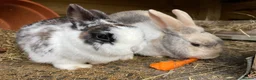 Mixed Breed rabbits for sale: Bonded Mixed Bunnies  - Advert 3