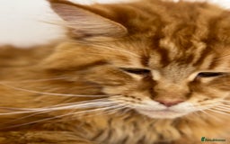 Maine Coon cats for sale: 🐾 TICA Maine Coone Red Tabby Male - Image 3