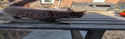 Mixed Breed cats for sale: Ragdoll cross kittens  in Wisbech - Advert 12