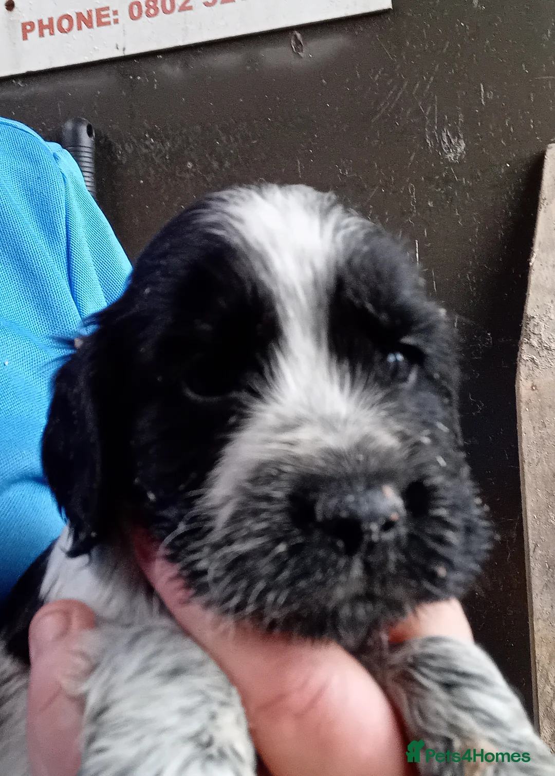 Cocker Spaniel dogs for sale: Cocker Spaniel pups  - Advert 7