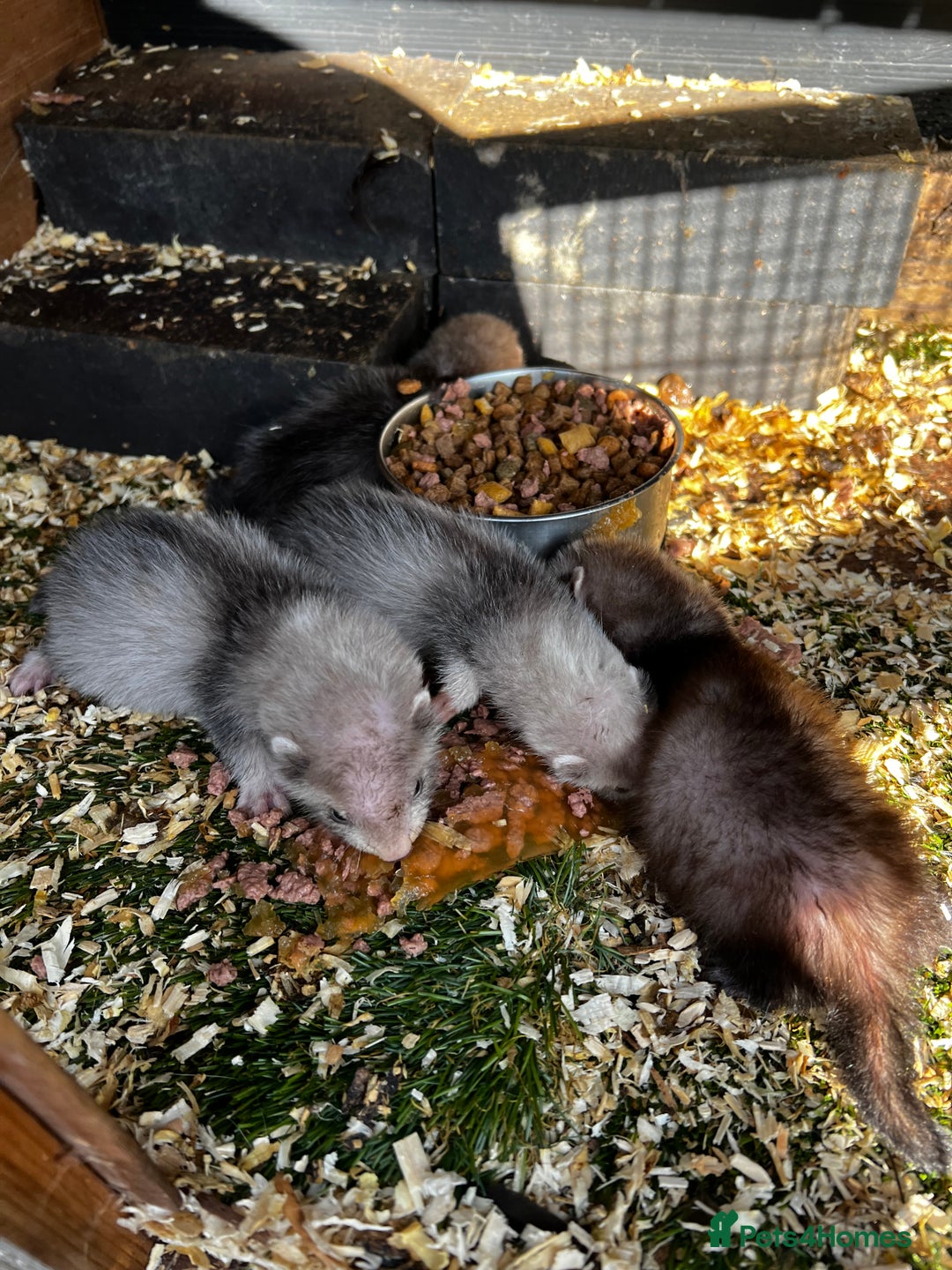 Ferret rodents for sale: home bred ferrets half pole x albino they are grey - Image 2