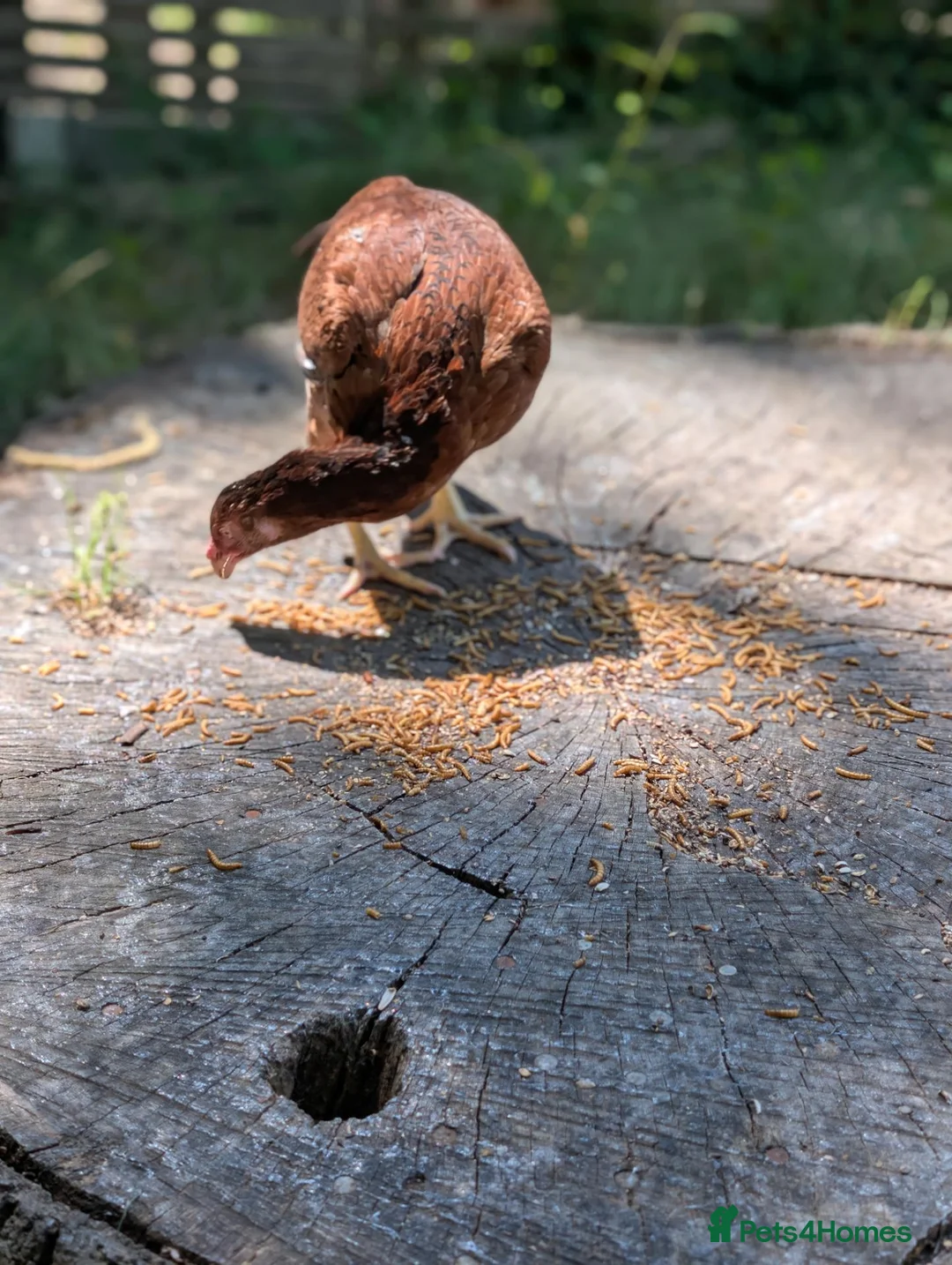 Chickens poultry for sale: High quality female Aseel for sale  - Advert 3