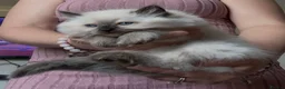 Ragdoll cats for sale: Chunky and Very Fluffy Ragdoll Kittens - Advert 4