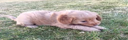 Cockapoo dogs for sale: Only one blue merle girl left, F2B Cockapoo  - Advert 29