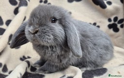 Mini Lop rabbits for sale: 8-9 week old mini lops  - Image 3