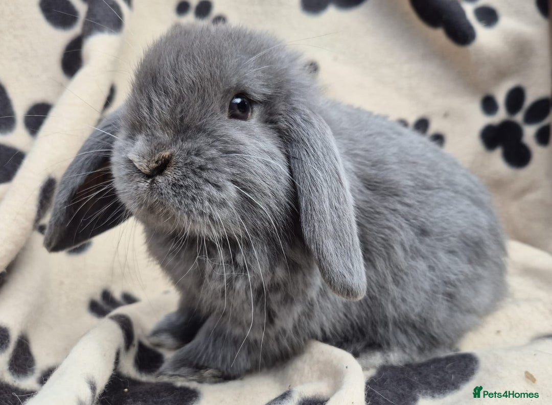 Mini Lop rabbits for sale: 8-9 week old mini lops  - Image 3