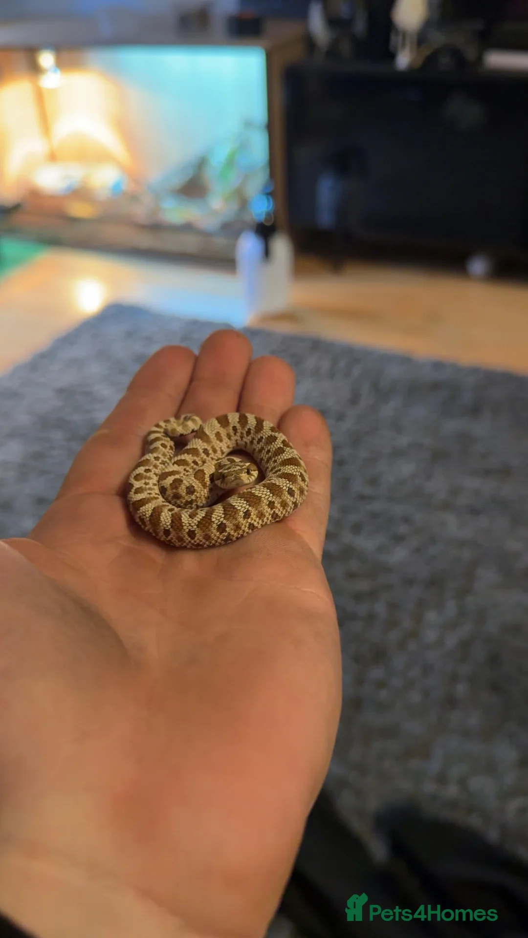 Corn Snake reptiles for sale: Hognose snake  - Advert 1