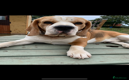 Beagle dogs for sale:  stunning kc reg pups ready midjuly july - Image 36