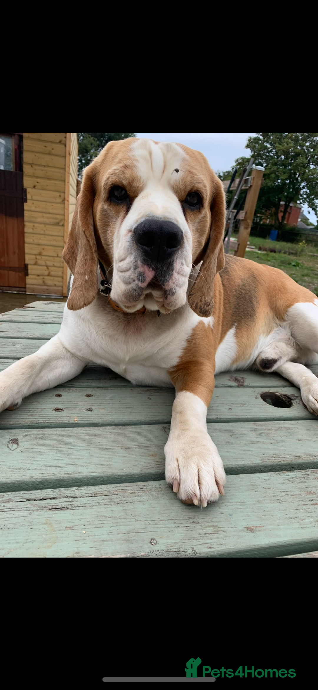 Beagle dogs for sale:  stunning kc reg pups ready midjuly july - Image 36