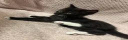 Mixed Breed cats for sale: Cute, Cuddly Kittens Ready for Their Forever Homes - Advert 11