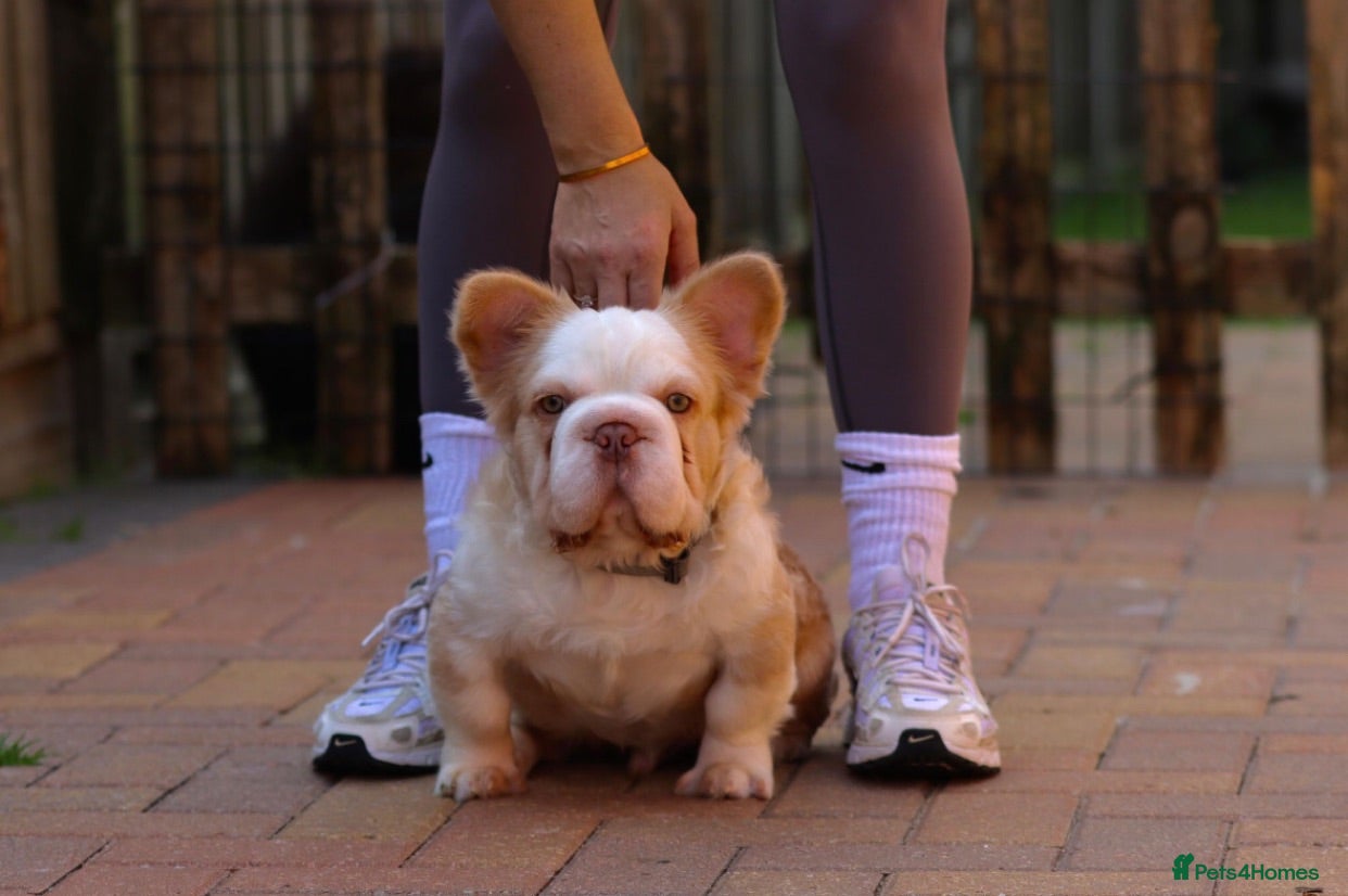 French Bulldog dogs FLUFFY FRENCH BULLDOGS PANDA NEW SHADE ISABELLA - Advert 2