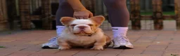 French Bulldog dogs for sale: FLUFFY FRENCH BULLDOGS PANDA NEW SHADE ISABELLA - Advert 2
