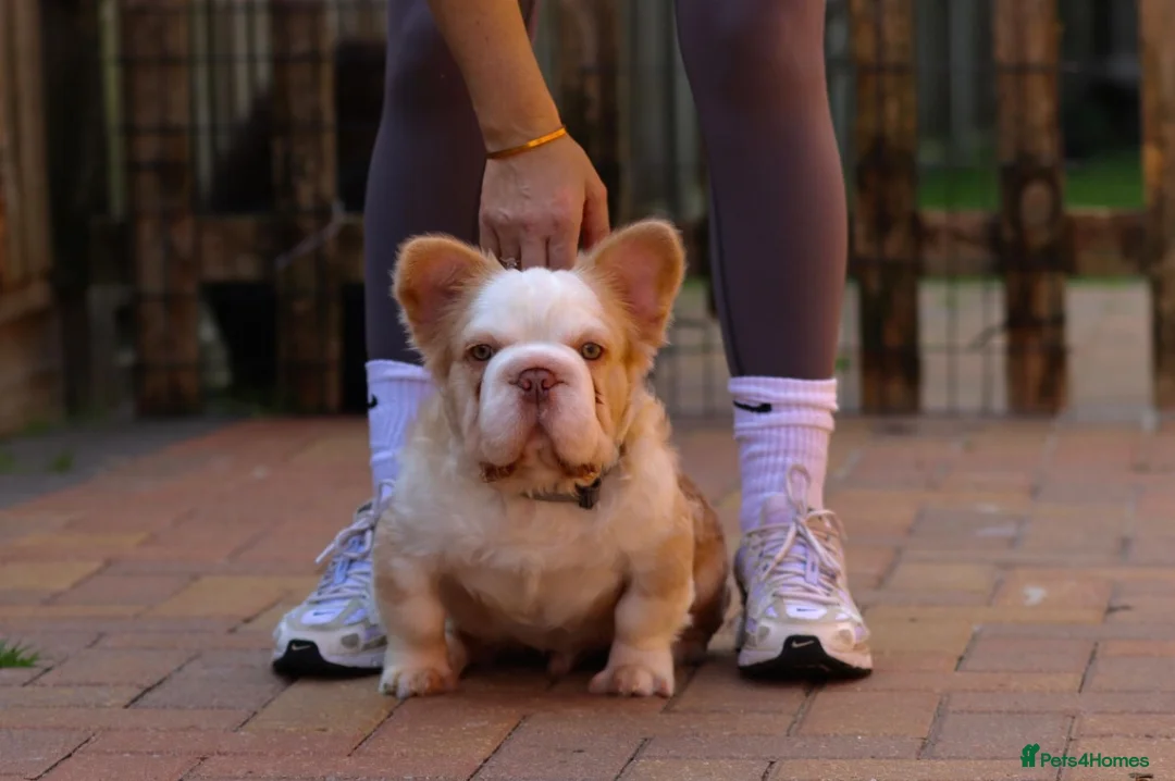 French Bulldog dogs for sale: FLUFFY FRENCH BULLDOGS PANDA NEW SHADE ISABELLA - Advert 2