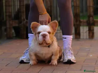 French Bulldog dogs FLUFFY FRENCH BULLDOGS PANDA NEW SHADE ISABELLA - Advert 2