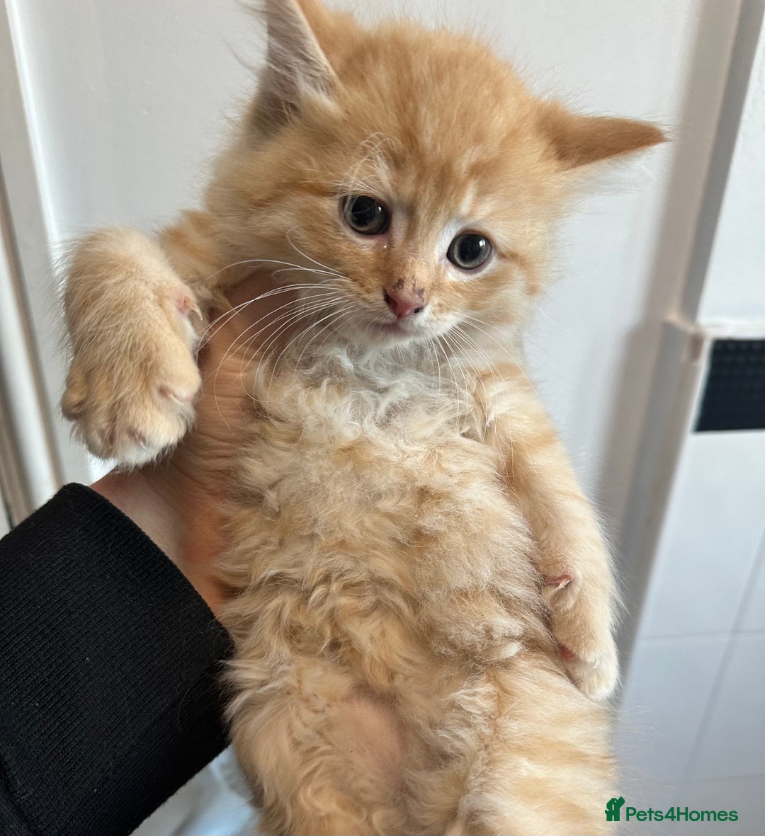 Maine Coon cats for sale: We have 4  sweet English Maine coon kittens❣️ - Advert 30