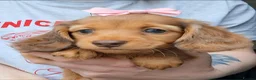Miniature Dachshund dogs for sale: Miniature long-haired dapple dachshund  - Advert 3