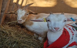 Goats livestock for sale: This years kids to go now  - Advert 1