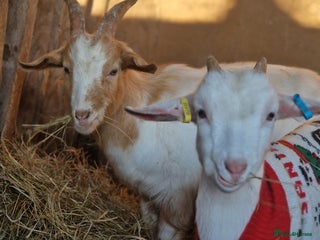 Goats livestock This years kids to go now - Advert 16