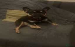 French Bulldog dogs for sale: Lunarya - Loving 4-Year-Old French Bulldog  - Advert 6