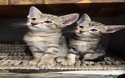Siamese cats for sale: Siamese-Tabby Mix Kittens Available from 17th Sept - Image 2