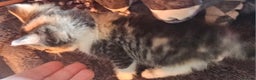 Mixed Breed cats for sale: Calico girl 6 week - Advert 5
