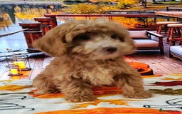 Cockapoo dogs for sale: EXTENSIVELY HEALTH TESTED PARENTS F1 COCKAPOOS - Image 7