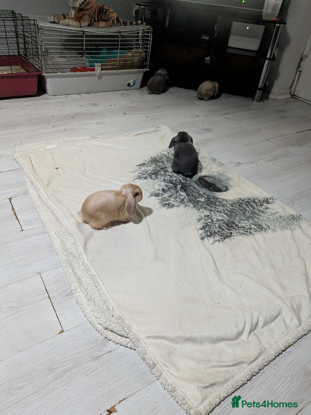 Mini Lop rabbits for sale: Baby mini lops ready for their forever homes - Advert 18