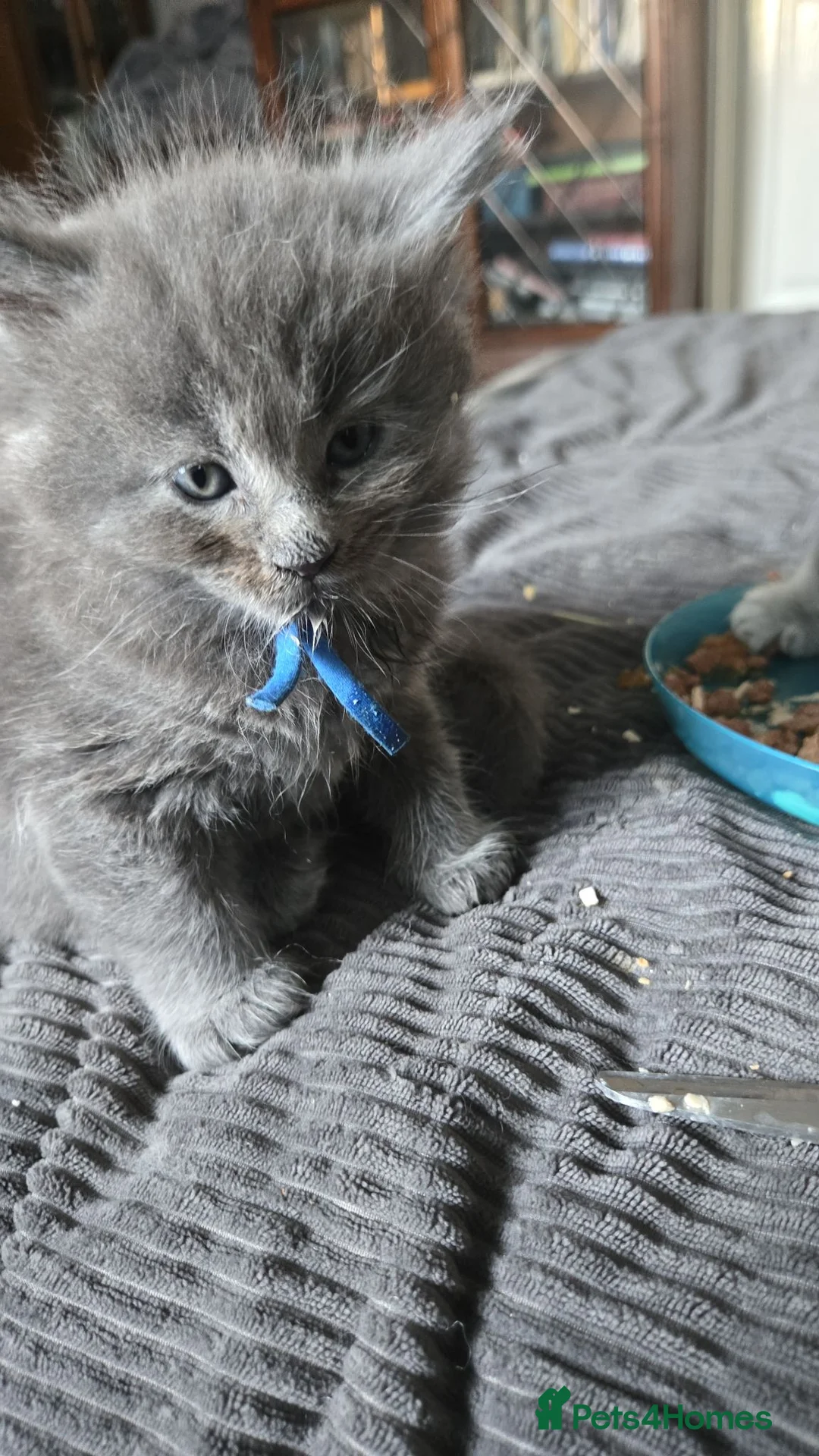 Maine Coon cats for sale: Last blue boy remaining - Advert 6
