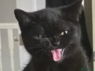 British Shorthair cats Stunning Unique Pedigree Black British Shorthair - Advert 18