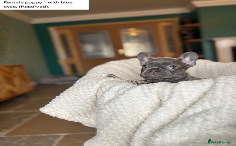 French Bulldog dogs - Advert 3