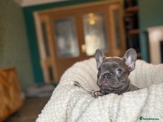 French Bulldog dogs - Advert 3