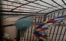 Parrots birds for sale: Bugys, Blue Indian Ringneck Parrot - Image 5