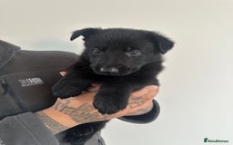 German Shepherd dogs for sale: Working line black GSD puppies - Image 4