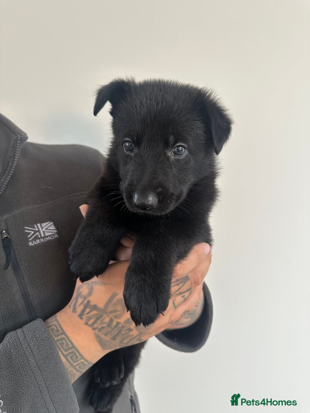 German Shepherd dogs for sale: Working line black GSD puppies - Image 4