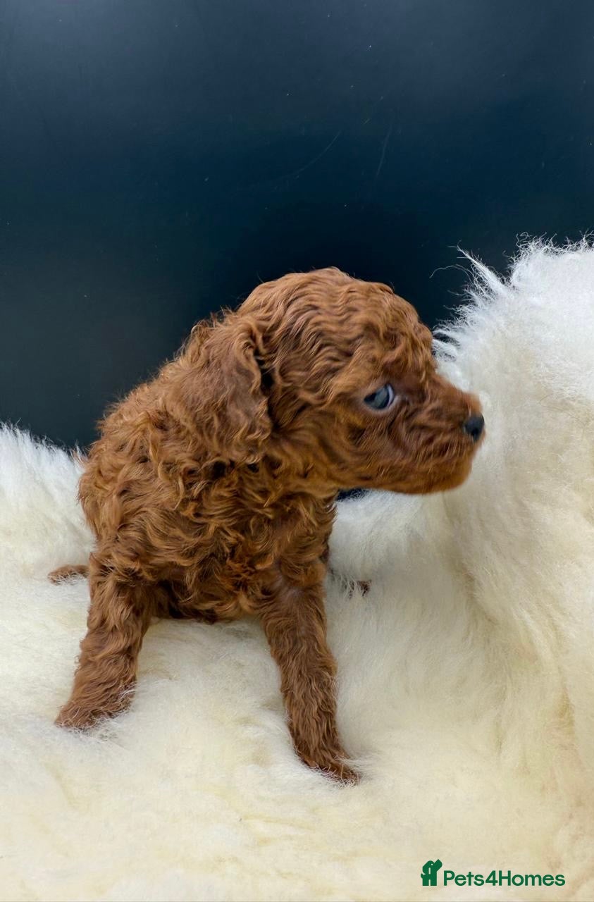 Toy Poodle dogs Asian Toy Poodle  - Advert 2