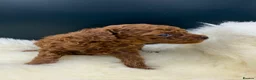 Toy Poodle dogs for sale: Asian Toy Poodle  - Advert 2