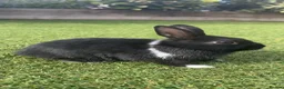 Netherland Dwarf rabbits for sale: Netherland Dwarfs  - Advert 4