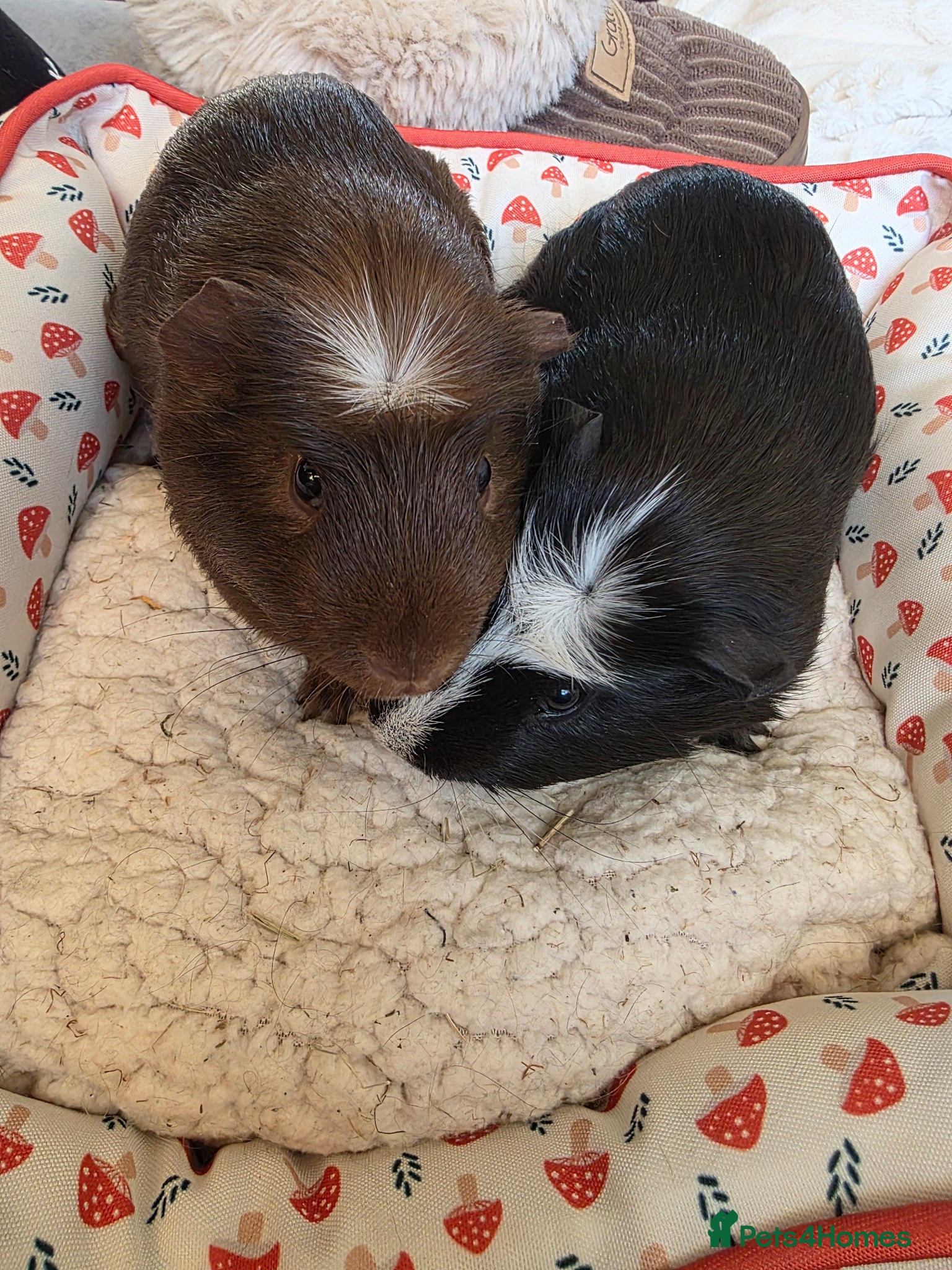 Guinea Pig rodents Brother guinea pigs  - Advert 1
